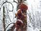 Júdásfülgomba (Auricularia auricula-judae), Budai-hegység